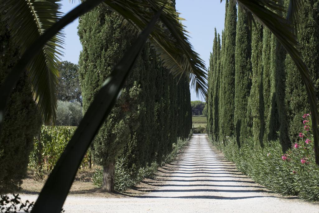 Agriturismo Tra Gli Ulivi, Chiappini Winery Bolgheri Exterior photo