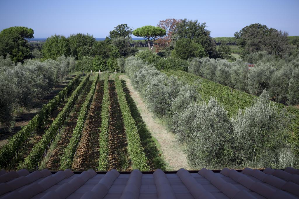 Agriturismo Tra Gli Ulivi, Chiappini Winery Bolgheri Exterior photo