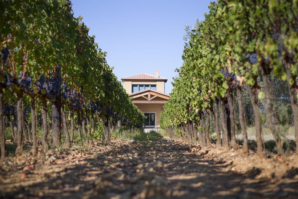 Agriturismo Tra Gli Ulivi, Chiappini Winery Bolgheri Exterior photo